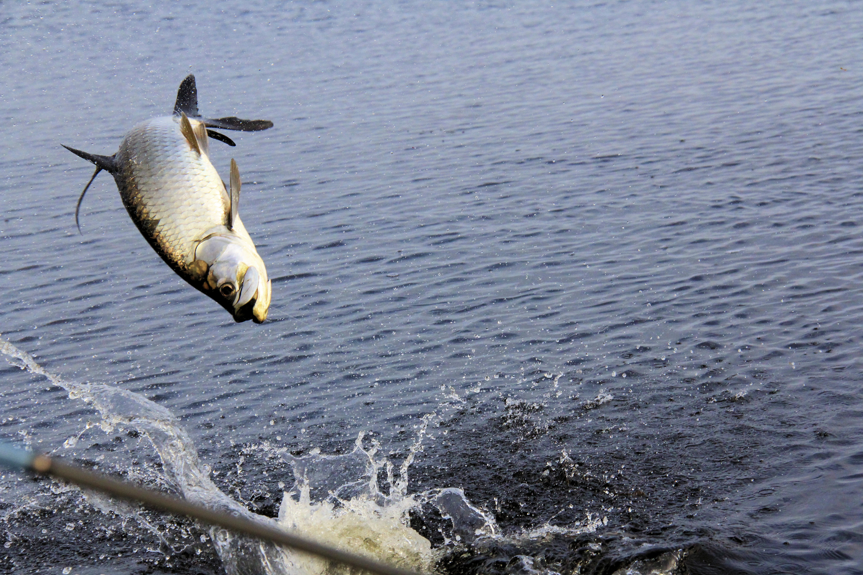 Jumping Tarpon in Boca Grande